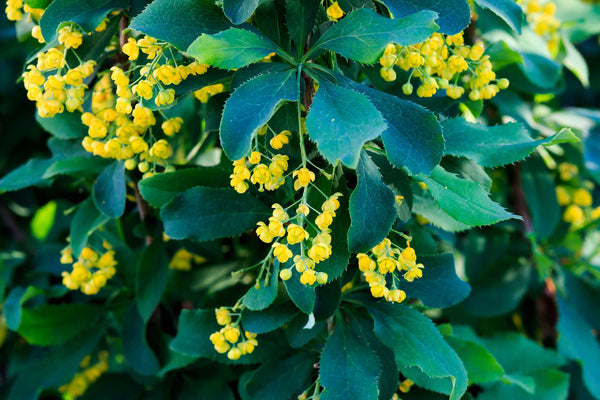 What is Berberine, why should you add it to your supplement routine?