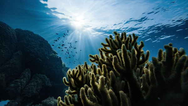 This Earth Day, Choose Clean + Kind